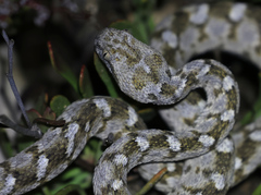 Khosatzki's Saw-Scaled Viper photo 2