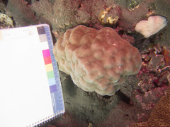 Porites lobata