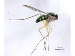Amblypsilopus