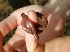 Carphophis amoenus helenae