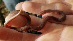 Carphophis amoenus helenae