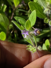 Trichostema oblongum