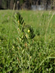 Castilleja tenuis