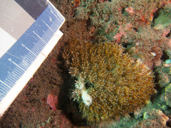 Galaxea fascicularis