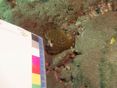 Galaxea fascicularis