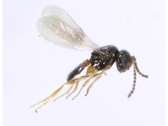 Platygastridae