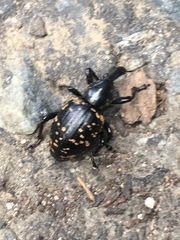 Liparus glabrirostris