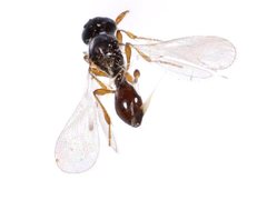 Platygastridae