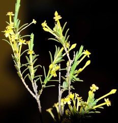 Struthiola leptantha