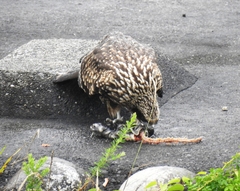 Milvus migrans lineatus