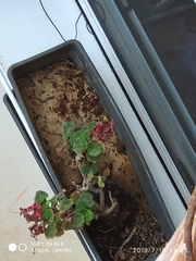 Pelargonium × hybridum