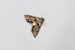 Petrophila canadensis