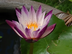 Nymphaea