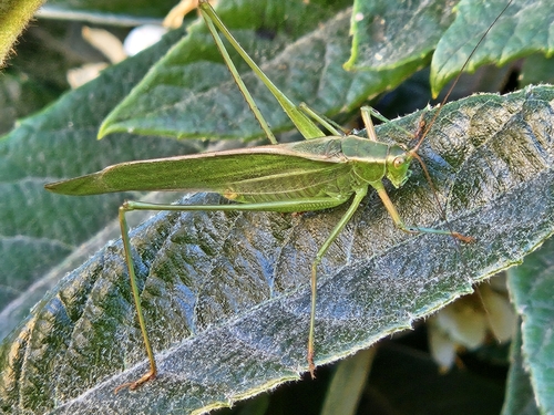 Mexican Bush Katydid photo 5
