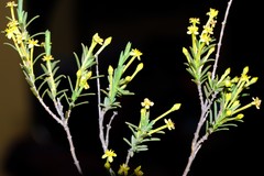 Struthiola leptantha
