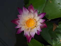 Nymphaea
