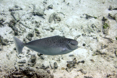 Humpnose Unicornfish photo 1