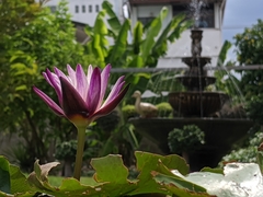 Nymphaea