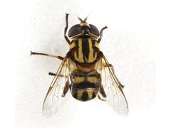 Austalis conjuncta
