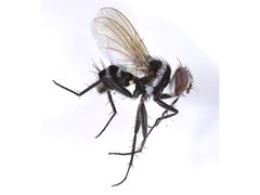 Trigonospila cingulata