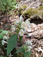 Galeopsis segetum