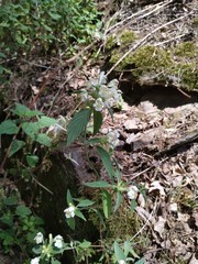 Galeopsis segetum