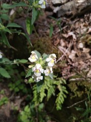 Galeopsis segetum