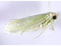 Acraephnes litodes