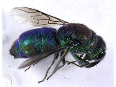 Trichrysis imperiosa