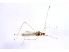 Gampsocoris pacificus