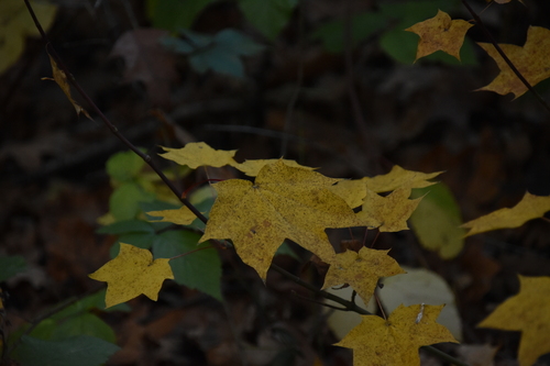 Image of Acer cappadocicum by (c) jamie-aa, some rights reserved (CC BY)