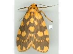 Miltochrista quadrilineata