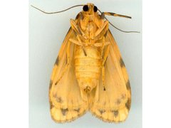 Miltochrista quadrilineata
