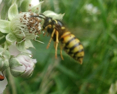 Dolichovespula norwegica