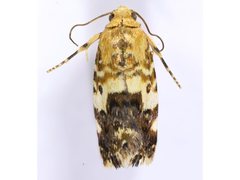Acontia crocata