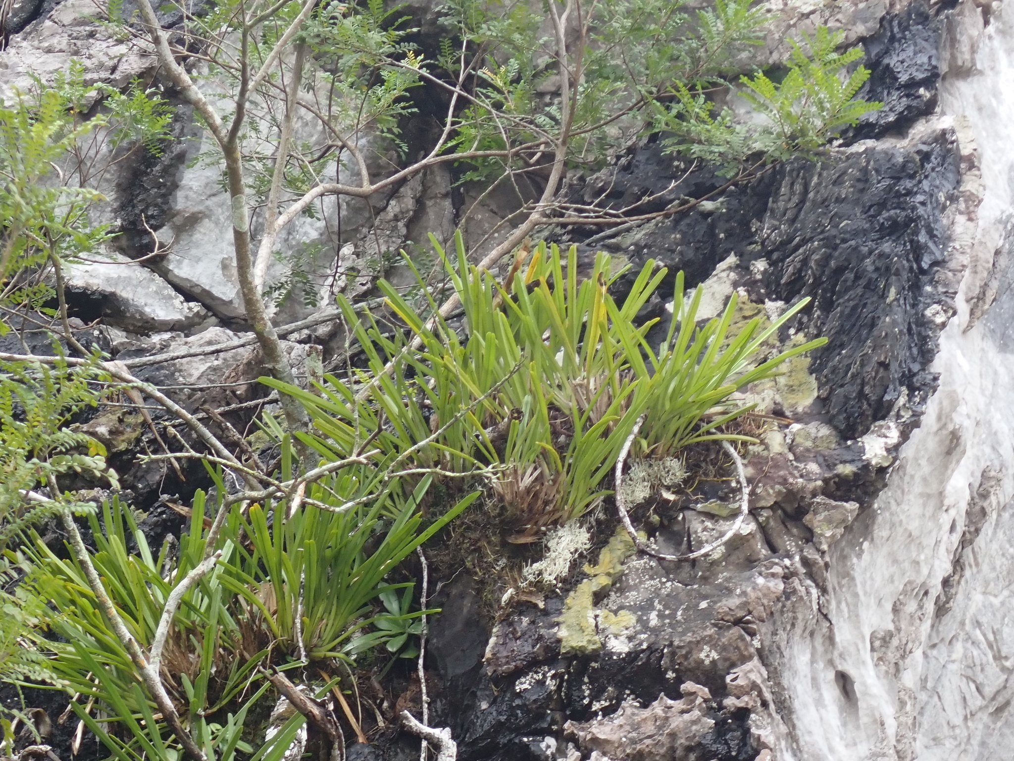 Cymbidium aloifolium — ảnh 3
