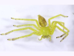 Neosparassus salacius