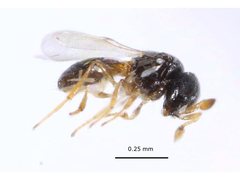 Baeus