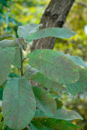 Image of Magnolia obovata by (c) WATANABE Hitoshi 渡辺仁, some rights reserved (CC BY)