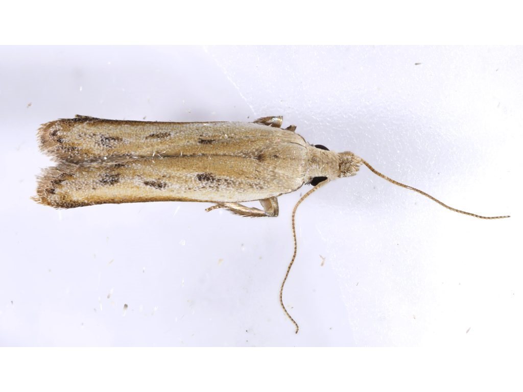 Mesophleps palpigera