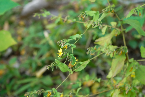 Image of Crepidiastrum denticulatum by (c) WATANABE Hitoshi 渡辺仁, some rights reserved (CC BY)