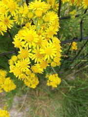 Asteraceae