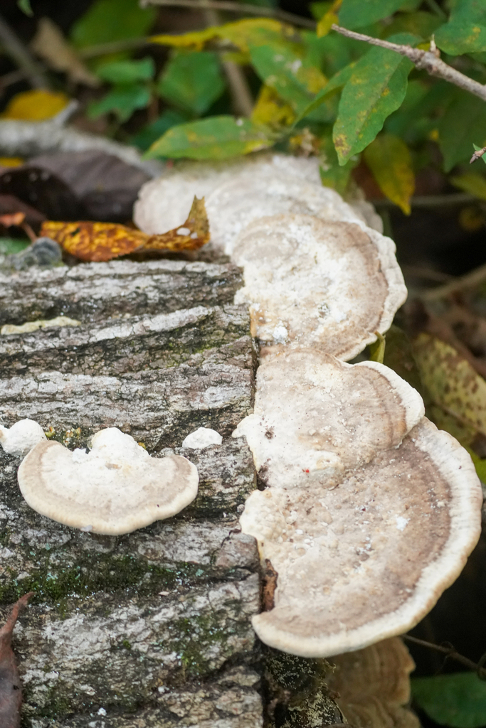 Trametes orientalis · November 2024 · photo: © tbc_watanabe (iNaturalist, cc-by)