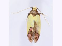 Chrysonoma euchrysa
