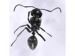 Calomyrmex