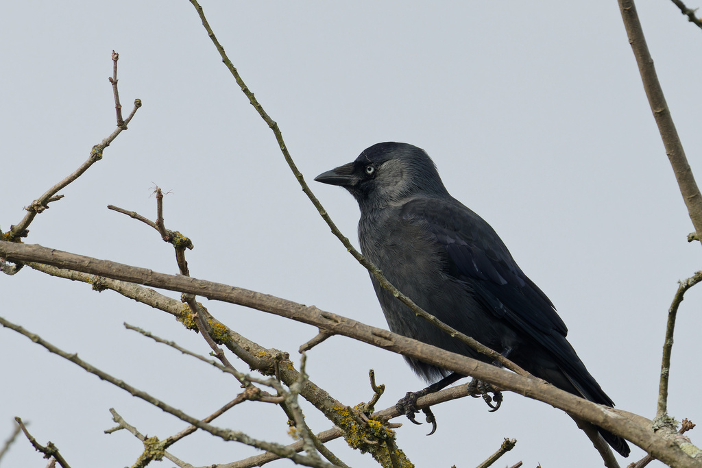 Western Eurasian Jackdaw