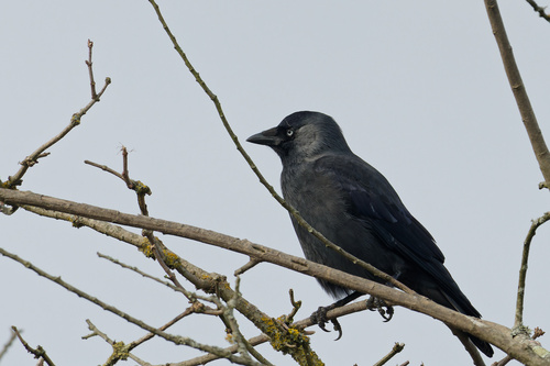 Western Eurasian Jackdaw