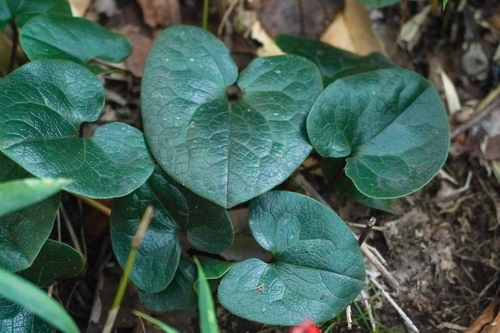 Image of Asarum Tamaense (Asarum tamaense) by (c) WATANABE Hitoshi 渡辺仁, some rights reserved (CC BY)