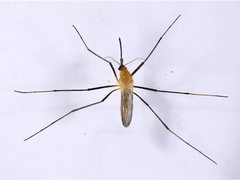 Coquillettidia xanthogaster