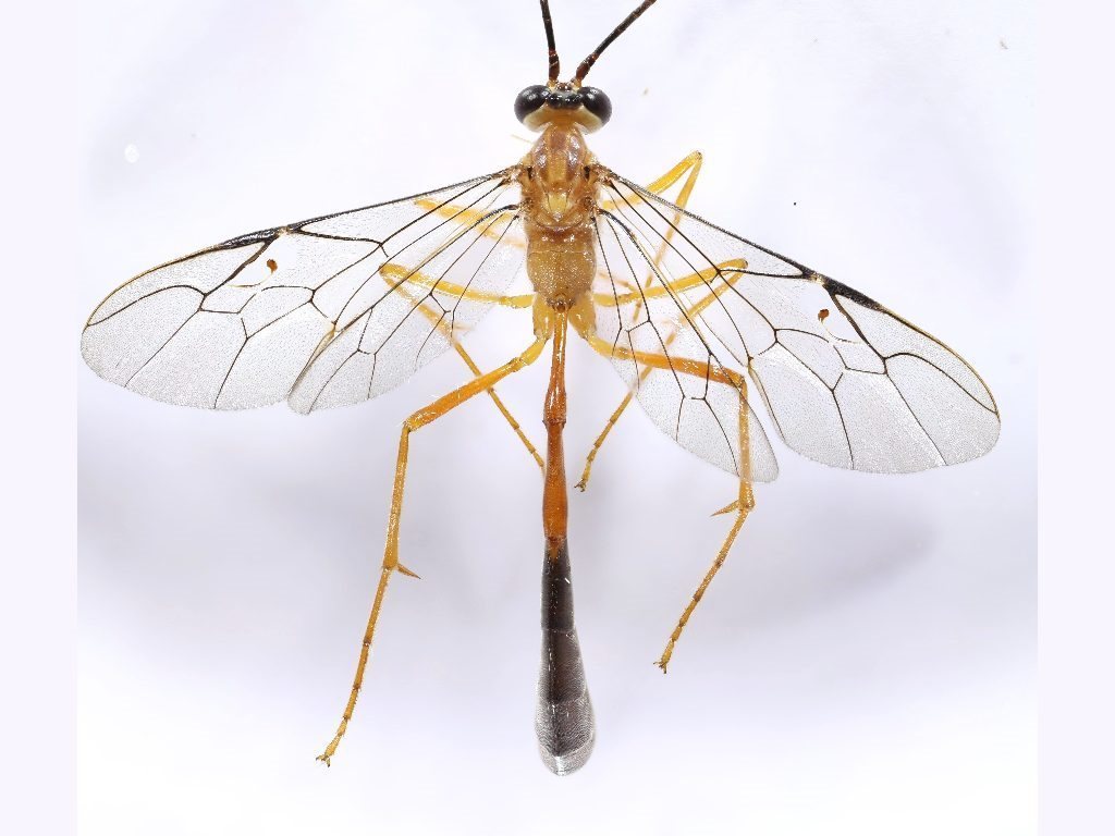 Enicospilus nigrinervis